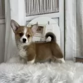 ウェルシュ・コーギー・ペンブローク【愛媛県・女の子・2025年4月16日・レッド&ホワイト】の写真9