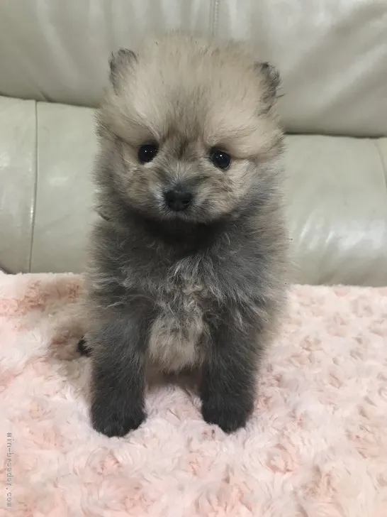 ID:1803-00266の子犬