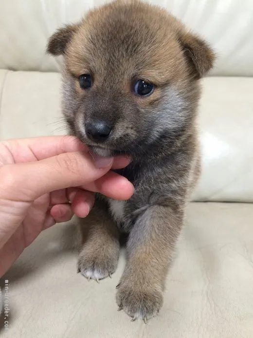 ID:1508-00307の子犬