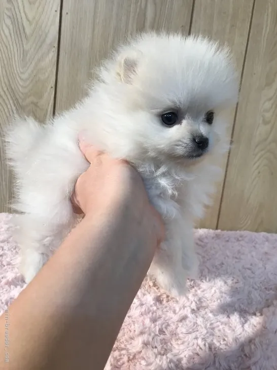 ID：1811-01469の子犬