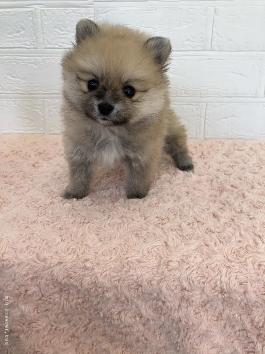 ID:2105-02396の子犬