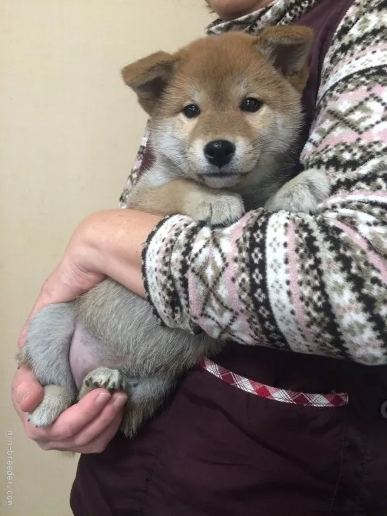 ぽんきち 様のお迎えした子犬