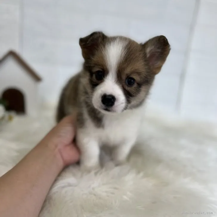 ID：2305-03334の子犬