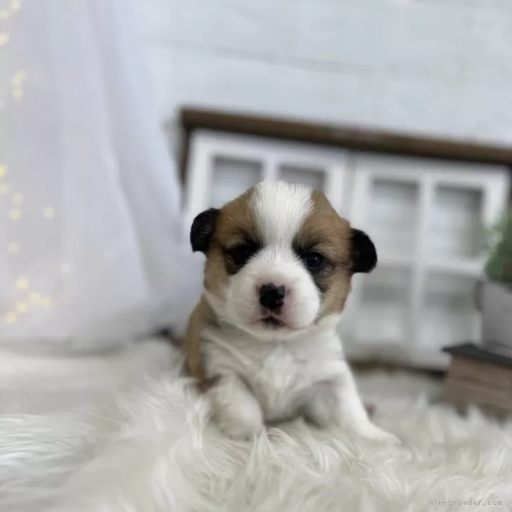 ID：2312-05831の子犬