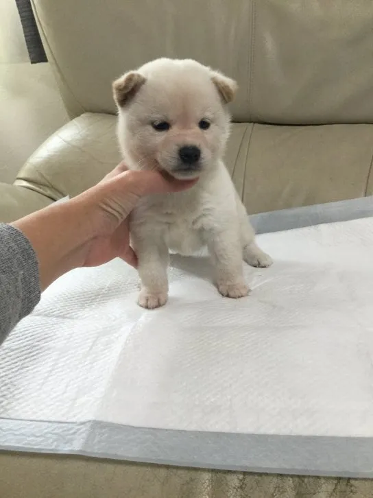 ID:1610-00729の子犬