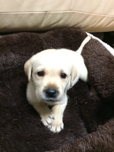 ID：1408-01360の子犬