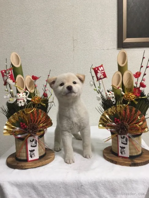 ID：1511-00920の子犬