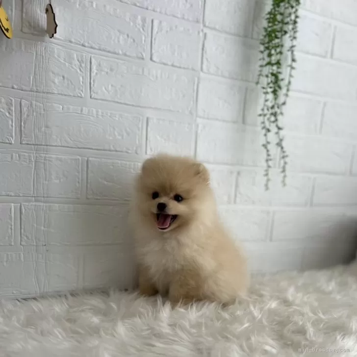 ID：2410-00515の子犬
