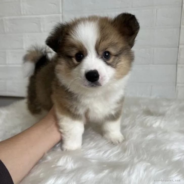 ID：2304-00521の子犬
