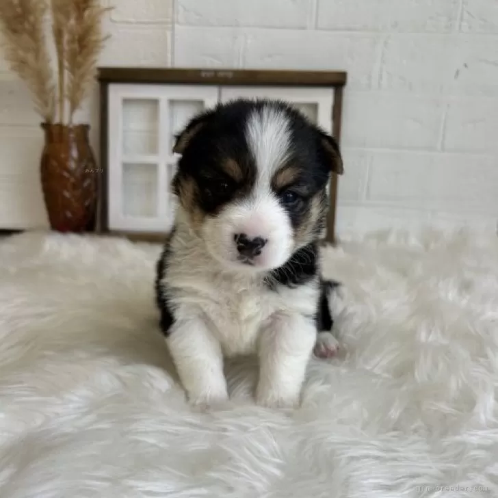 ID：2312-02290の子犬