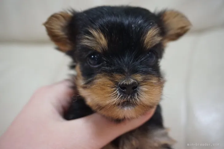 ID：1612-00916の子犬