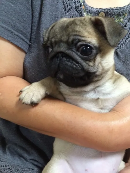 ID:1606-00478の子犬
