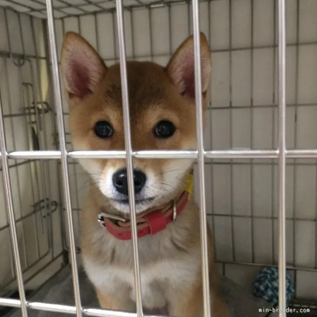 ID：1511-00398の子犬