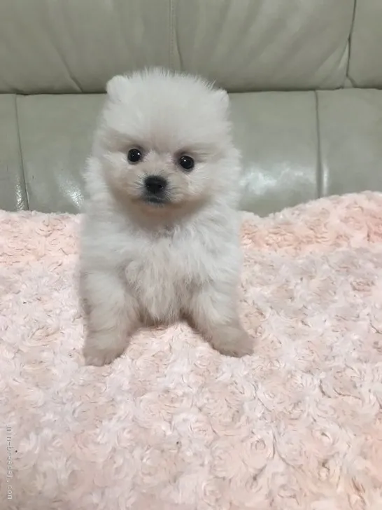 ID：1804-02414の子犬