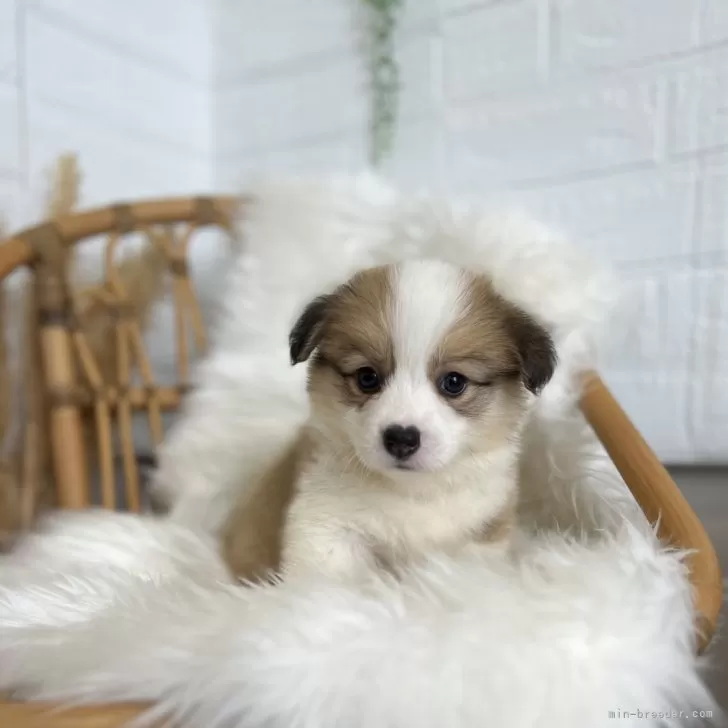 ID：2405-07681の子犬
