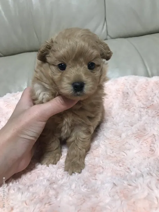 ID:1804-00329の子犬