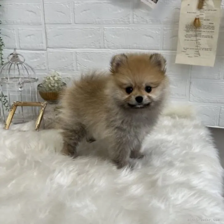 ID:2308-06713の子犬
