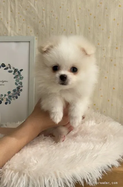 ID:2202-03467の子犬
