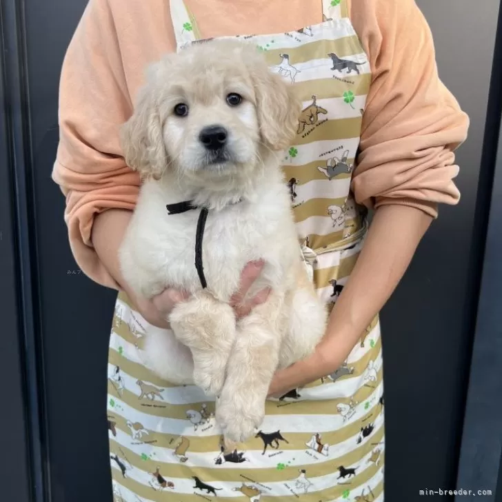 ID:2312-04189の子犬