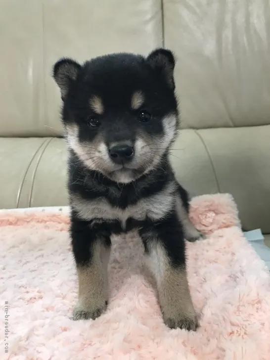 ID：1702-01577の子犬