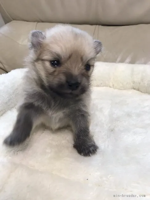 ID：1705-01187の子犬