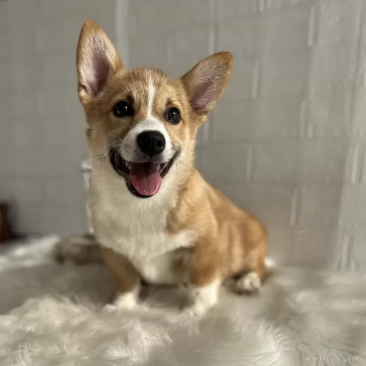 ID：2311-06361の子犬