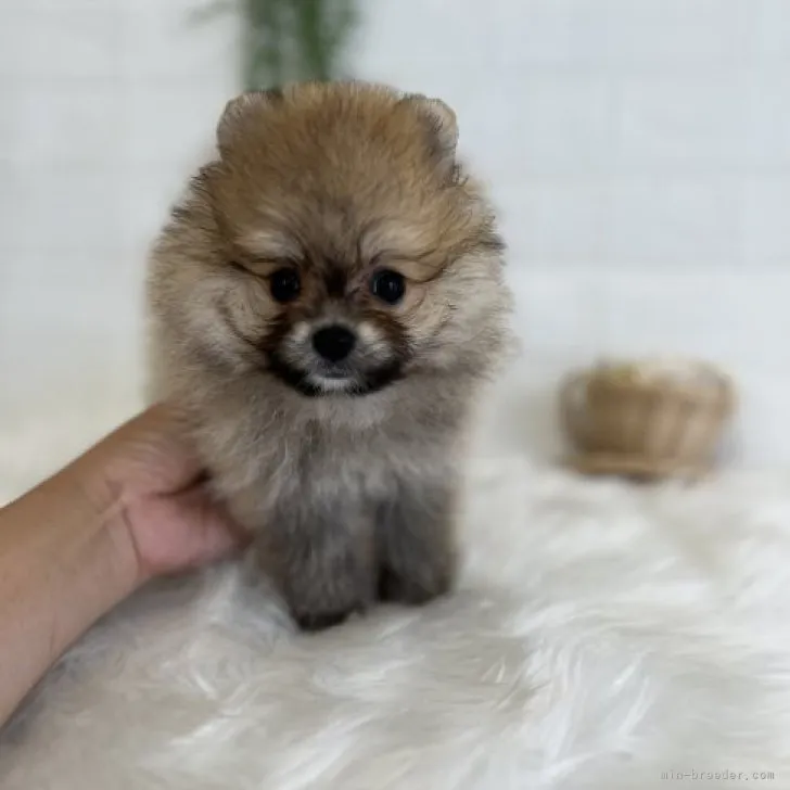 ID：2306-04247の子犬