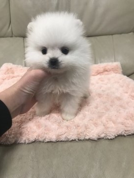 ポメラニアン【愛媛県・男の子・2018年1月16日・ホワイト】の写真「詰まったかわいい子です。」