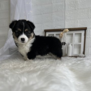 ウェルシュ・コーギー・ペンブローク【愛媛県・男の子・2023年10月28日・ブラックタン&ホワイト】の写真「めちゃ可愛い！DMクリアです！フラッフィーです」