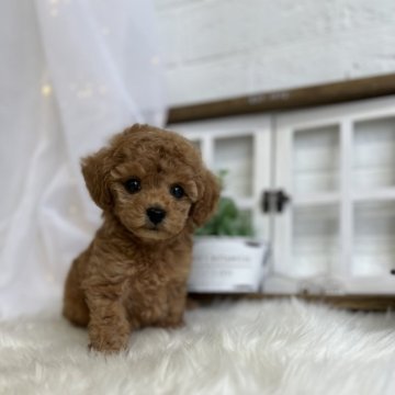 トイプードル(タイニー)【愛媛県・女の子・2023年10月27日・アプリコット】の写真「全てがかわいい！クリクリおめめです。」