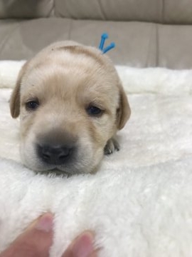 ラブラドールレトリバー【愛媛県・女の子・2017年3月20日・イエロー】の写真「父親 警察犬 賢い家系です」