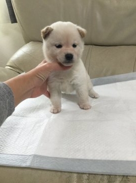 柴犬(標準サイズ)【愛媛県・男の子・2016年8月28日・白】の写真「2万円引き！」