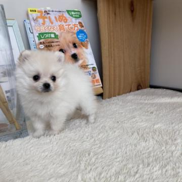 ポメラニアン【愛媛県・女の子・2022年5月18日・クリーム】の写真「めっちゃかわいい！元気っこ」
