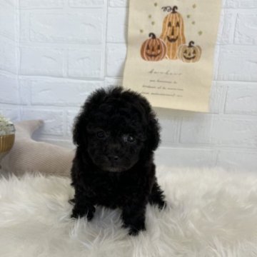 トイプードル(タイニー)【愛媛県・男の子・2023年9月8日・シルバー】の写真「元気！かわいい！シルバーくん」