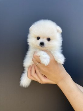 ポメラニアン【愛媛県・男の子・2021年8月13日・クリーム】の写真「可愛すぎ！です。」