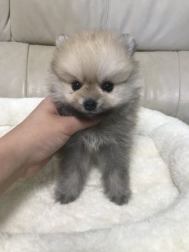 ポメラニアン【愛媛県・男の子・2017年4月29日・クリームセーブル】の写真「キラキラおめめの僕だよ」