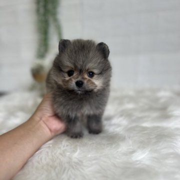 ポメラニアン【愛媛県・男の子・2023年7月21日・ウルフセーブル】の写真「モコモコ！まるでぬいぐるみ！」
