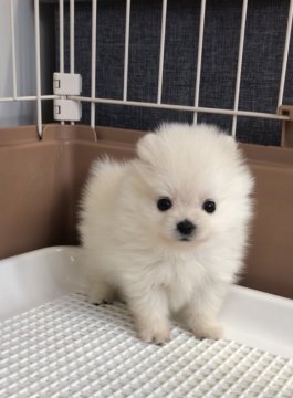 ポメラニアン【愛媛県・男の子・2020年10月31日・ホワイト】の写真「極極小！可愛すぎ♡」