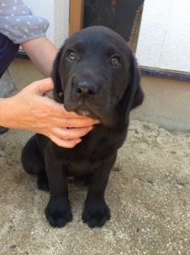 ラブラドールレトリバー【愛媛県・男の子・2016年4月28日・ブラック】の写真「両親警察犬(police dog)です‼︎」