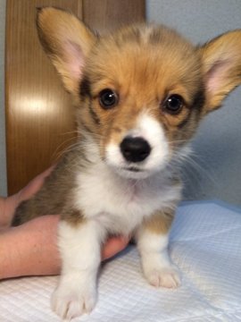 ウェルシュ・コーギー・ペンブローク【愛媛県・男の子・2016年2月13日・レッドアンドホワイト】の写真「両親小ぶりのかわい子ちゃん」