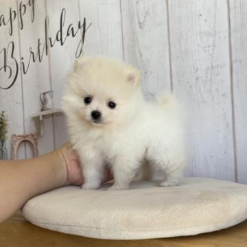 ポメラニアン【愛媛県・男の子・2022年5月18日・クリーム】の写真「めっちゃかわいい！小さめくん」