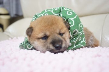 柴犬(豆柴)【愛媛県・女の子・2017年1月17日・赤】の写真「小さな豆柴 かわいいです」