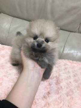 ポメラニアン【愛媛県・男の子・2018年2月16日・クリーム】の写真「かわいい男の子」