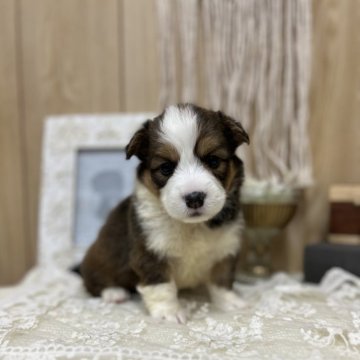ウェルシュ・コーギー・ペンブローク【愛媛県・男の子・2024年5月21日・レッド&ホワイト】の写真「両親DMクリアです！フラッフィー」