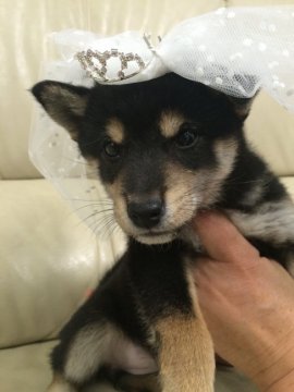 柴犬(豆柴)【愛媛県・女の子・2015年10月16日・黒】の写真「キラキラおめめのお姫様❤︎」