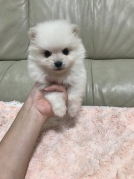 ポメラニアン【愛媛県・女の子・2018年4月12日・クリーム】の写真「小さな子です。」