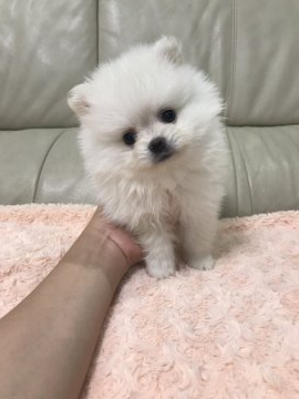 ポメラニアン【愛媛県・男の子・2019年5月29日・クリーム】の写真「ふわっふわな子です」