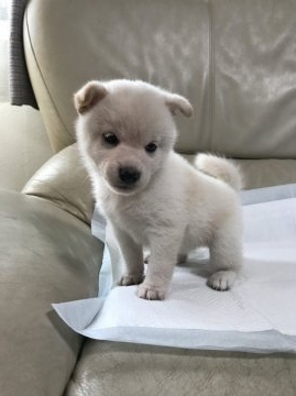 柴犬(標準サイズ)【愛媛県・女の子・2016年8月28日・白】の写真「2万円引き！」