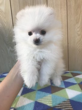 ポメラニアン【愛媛県・男の子・2018年11月8日・ホワイト】の写真「可愛い、ふわふわ、ゴージャスポメラニアン」