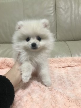 ポメラニアン【愛媛県・男の子・2018年1月16日・ホワイト】の写真「春休みセール中です！」